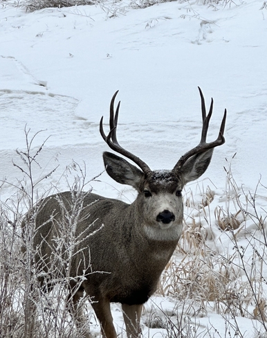 Mule deer Dawson Creek, British Columbia, CA
