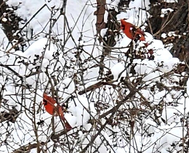 Cardinal en folie Sherbrooke, QC