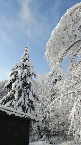 C'est l'hiver 🎶 Réserve naturelle Gault de l'Université McGill, Chemin des Moulins, Mont-Saint-Hilaire, QC