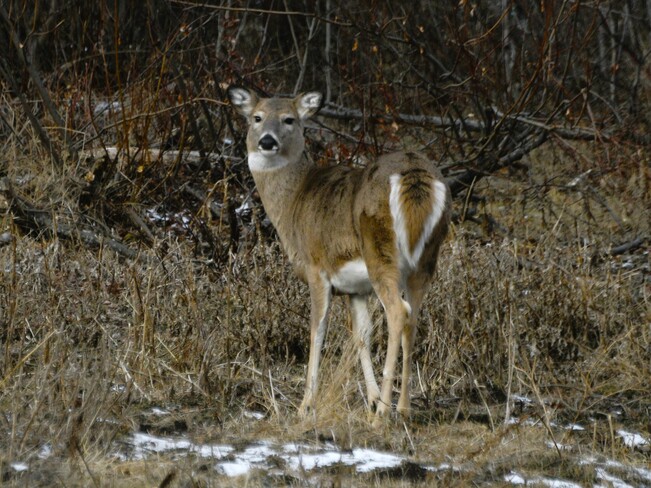 Young Deer Bonnyville, AB