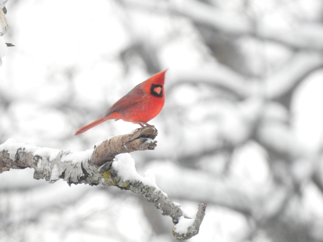 Downy Woodpeckern Nothern Cardinal< Indigo Bunting, Coyote Shirleys Bay, Carling Avenue, Nepean, Ottawa, Nepean, Ontario