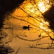 Un canard se promenant dans un ruisseau.