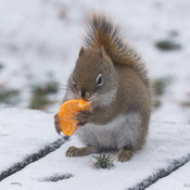 Écureuil mangeant sa clémentine