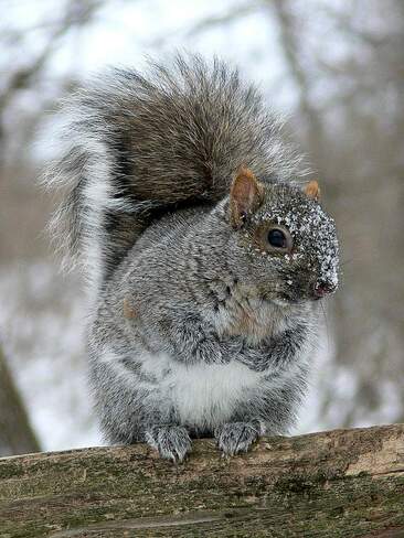 Les Écureuils hivernaux
