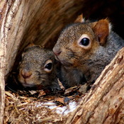 Les Écureuils hivernaux
