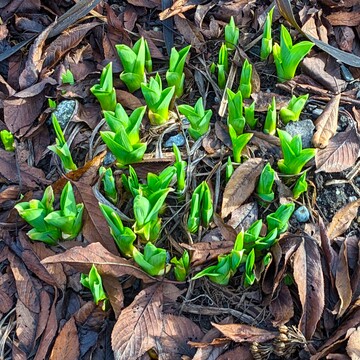Signs of spring