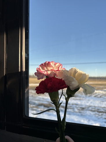 La saison des fleurs 🌹🌷💐 Coteau-du-Lac, Québec, CA