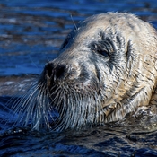 Bearded Seal, Sopranos of the Sea. The male’s song can be heard as far as 20 km