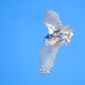Snowy Owl Flyby