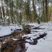 Winter Forest Stream