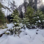 Trees in the Winter Forest