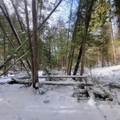 Trees in the Winter Forest