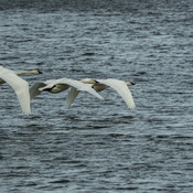 3 swan a flying!