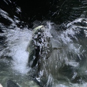 Fish (Tarpon) jumping out of the water
