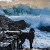 Fascinated with the roars of the Atlantic Ocean