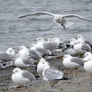 Gathering of the Gulls