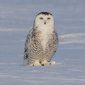 Snowy Owl on a sunny day