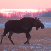 Moose in the sunset