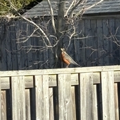 First robin in Barrie Ontario
