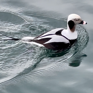 Long-tailed duck at Toronto Harbour Square