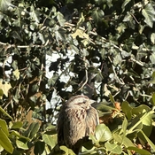 Stanley the song sparrow sunbathing