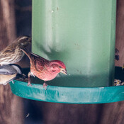 Birds at the feeder