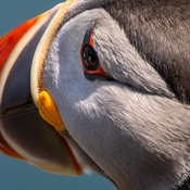 Puffin perfection