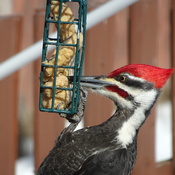 My Yard Feeder Woodpecker