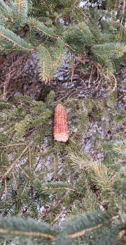 Un épis de maïs du champ laissé là par un écureuil l’automne dernier Blainville, Québec, CA