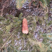 Un épis de maïs du champ laissé là par un écureuil l’automne dernier