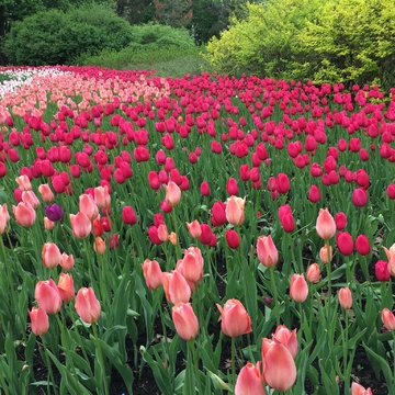 Tulips as far as the eye can see