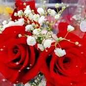 Feb 28 2024 Love in February! Roses Thornhill Toronto Iris Chong