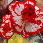 Feb 28 2024 Love in February! Carnation Thornhill Toronto Iris Chong