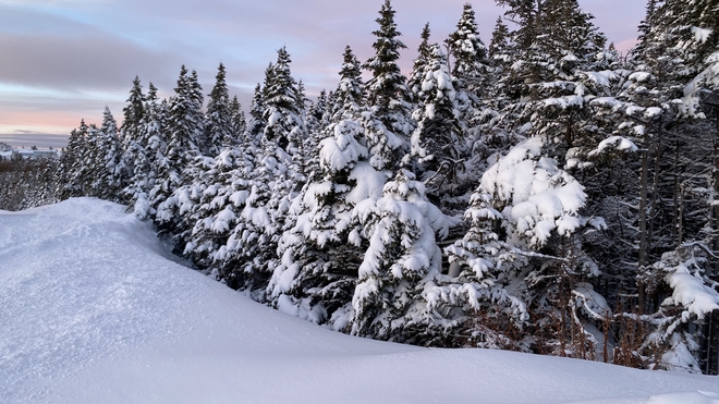 Snowy Trees Portugal Cove-St. Philip's, Newfoundland and Labrador, CA