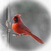 Male cardinal at feeder.