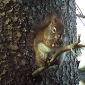 CHATTERING RED SQUIRREL