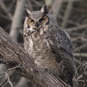 Great Horned Owl in Rouge National Park