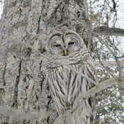 Best Camouflage Owl ever seen