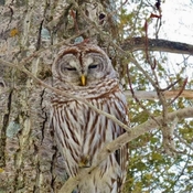 Beautiful Barred Owl also known as the 8 Hooter Owl due to its, yes 8 hoots call