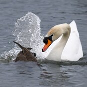 Mute Swan & Duck splashing water
