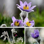 Anemone is a beautiful flower of spring
