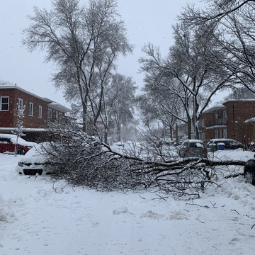 Branche brisée par le poids de la neige dans le quartier Maizeret