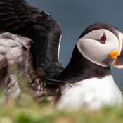 Puffin perfection