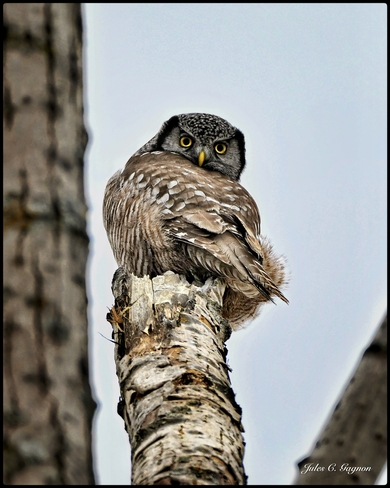 Northern Hawk-owl Ottawa, Ontario, CA