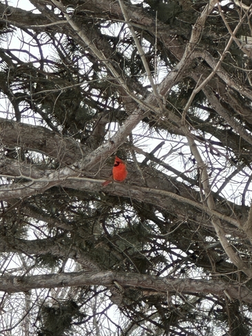Cardinal Brampton, Ontario, CA