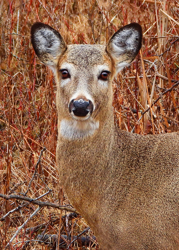 Young Deer Ingleside, Ontario, CA