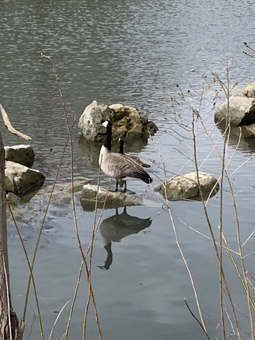 Canada goose Etobicoke, Ontario, CA
