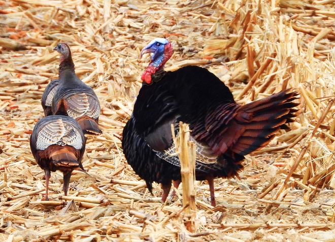 Wild Turkeys Harrisons Corners, Ontario, CA