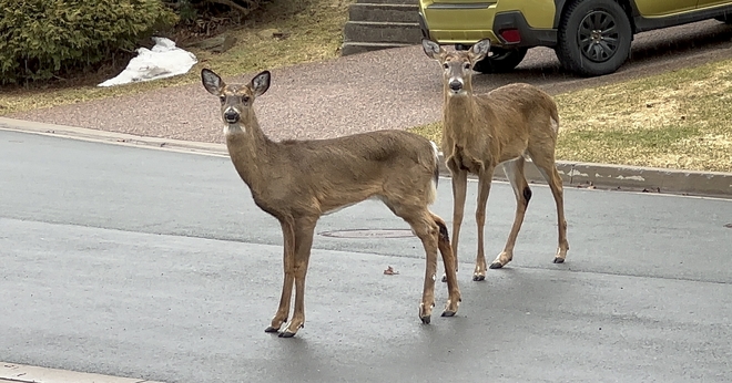2 young deer came by for a visit! Halifax, Nova Scotia, CA