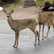 2 young deer came by for a visit!